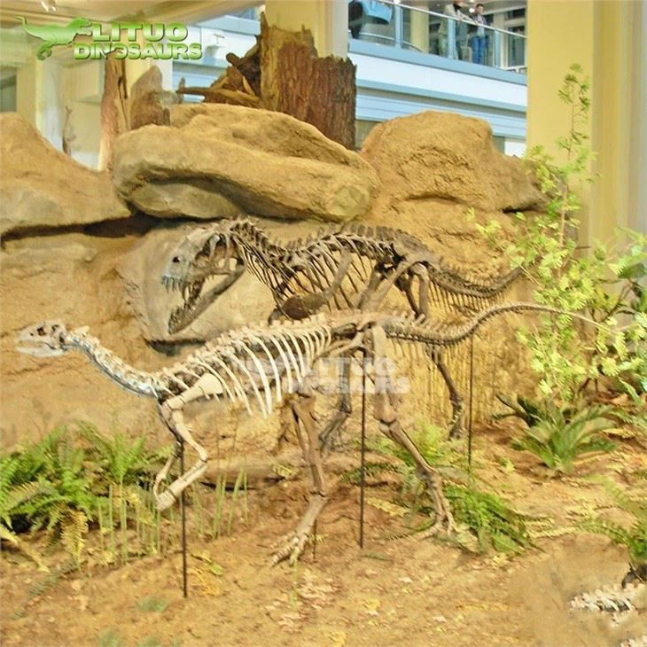 3Life Size Dinosaur Skeleton Ceratosaurus(001)