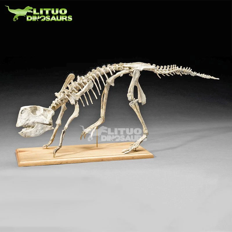 Psittacosaurus luuranko