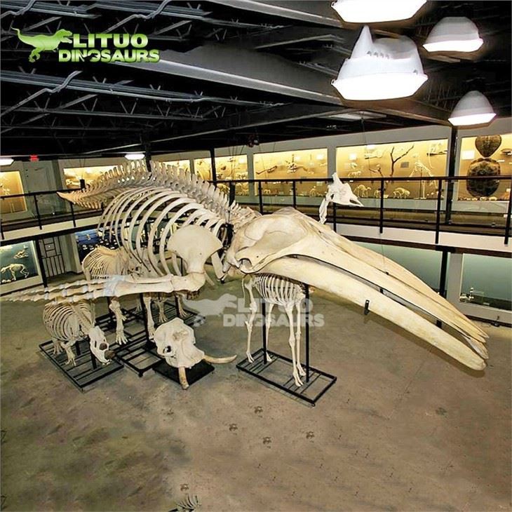 3Whale Fossil(001)